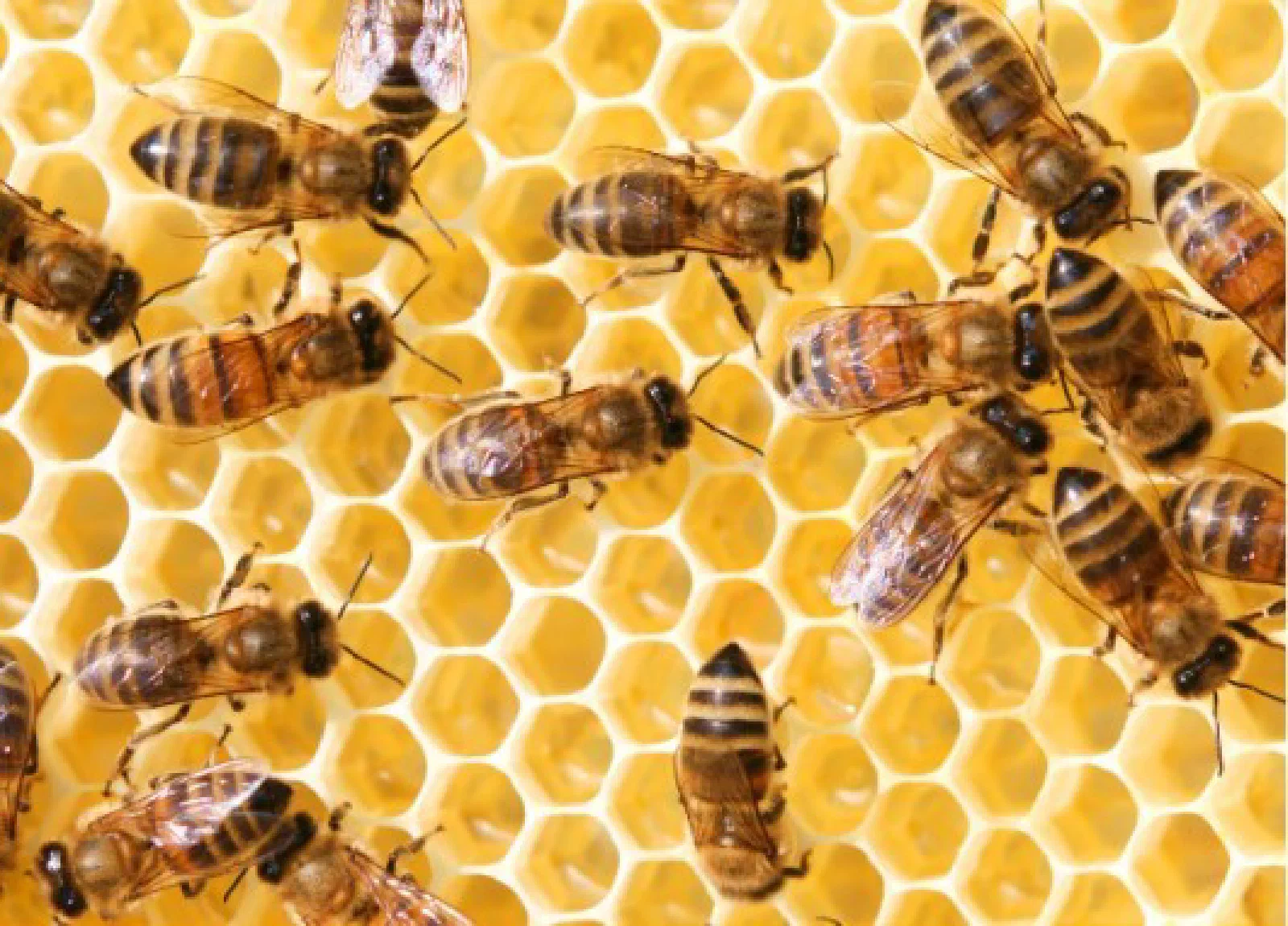 Afraid of Bees? Tips and Tricks for Apache Hive